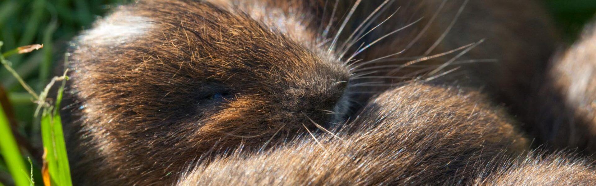 Ecology and wildlife monitoring