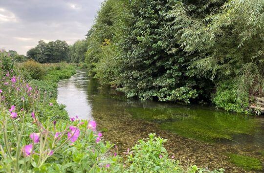 Water quality surveys