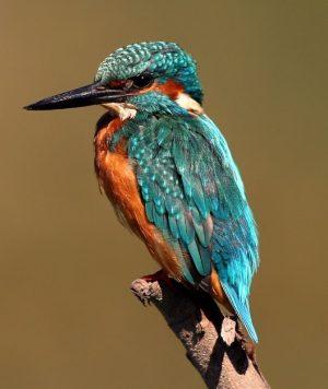 A kingfisher sitting on a branch