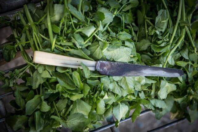 Lots of watercress and a knife