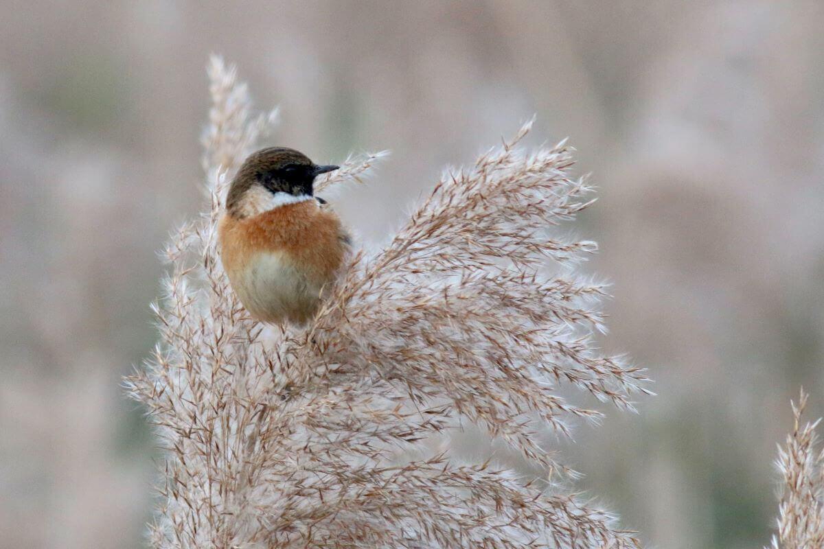 A stonechat sitting on tall grasses