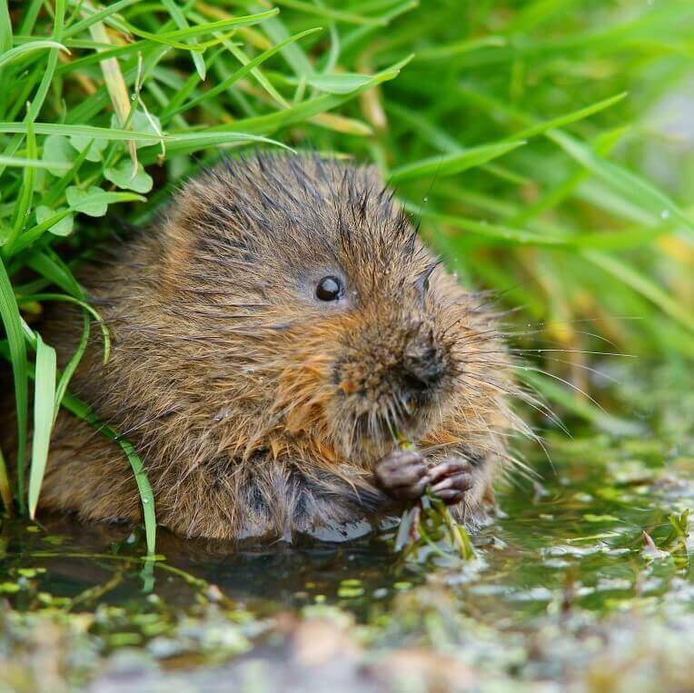 Water vole munching on vegetation