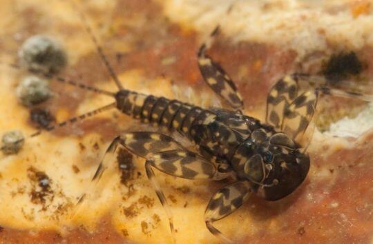 Image of a freshwater invertebrate underwater