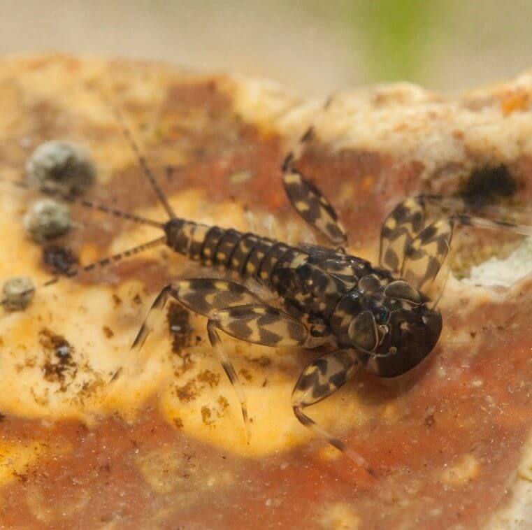 Image of a freshwater invertebrate underwater