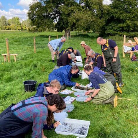 Lots of people knelt down on grass looking for invertebrates in sample trays.