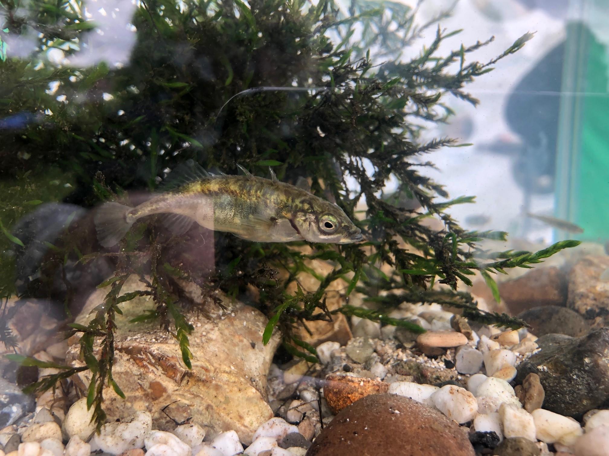 ChessWatch Chesham Carnival tank occupants #2 08-06-19