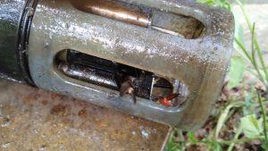 Photo of a signal crayfish inside the casing of a water quality sonde