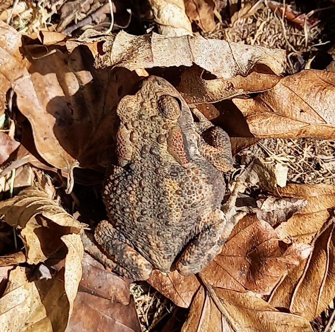 toad