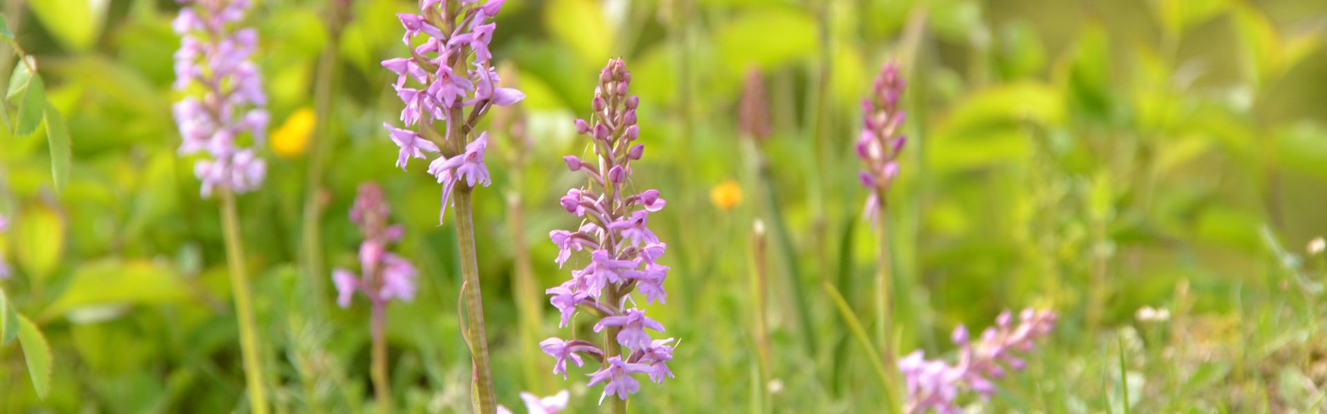 Tracking the Impact Expansion