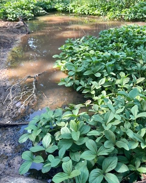 Priority Ponds in the Chess Catchment